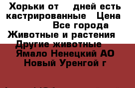   Хорьки от 35 дней есть кастрированные › Цена ­ 2 000 - Все города Животные и растения » Другие животные   . Ямало-Ненецкий АО,Новый Уренгой г.